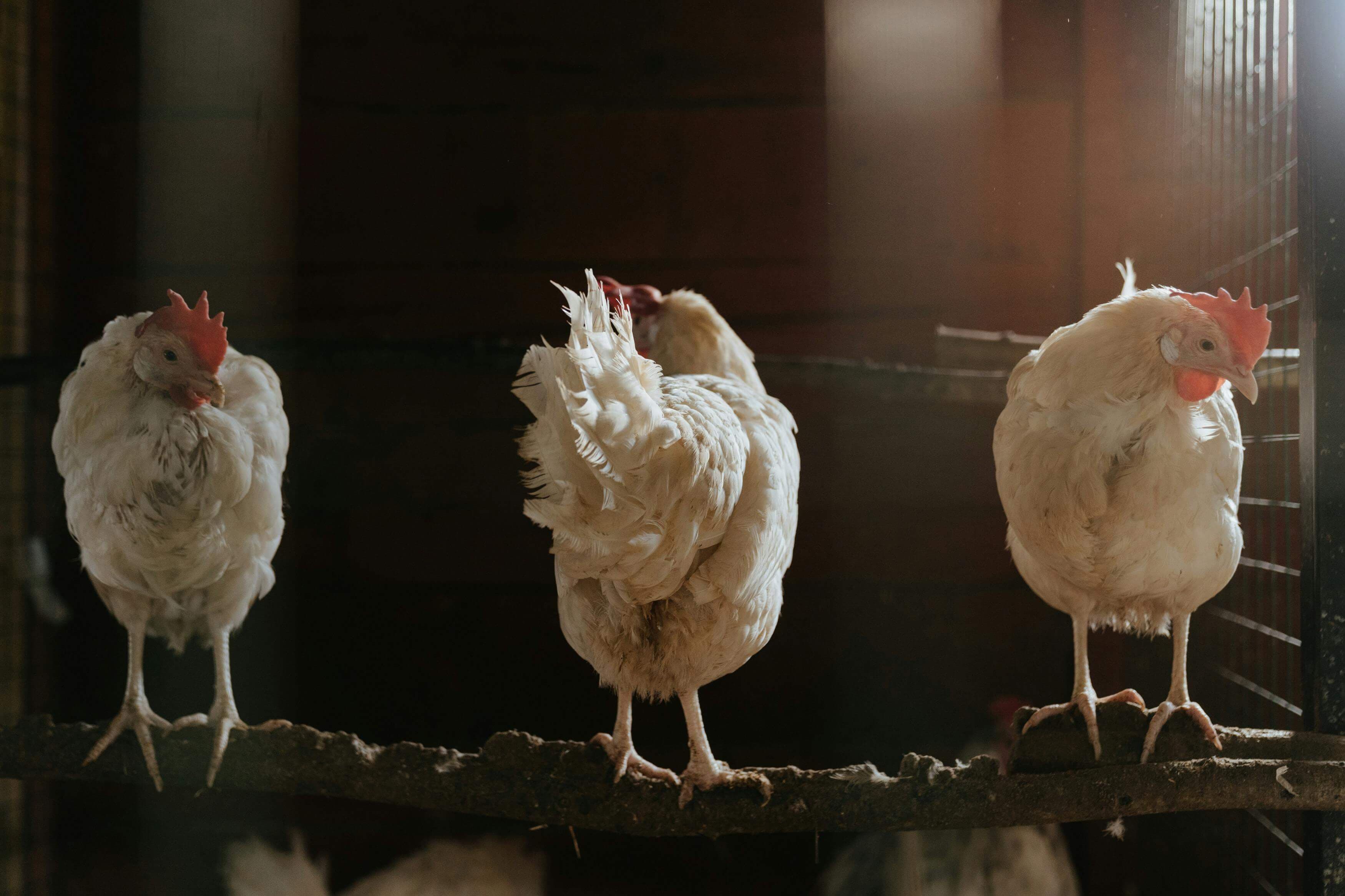 Gallinas en la granja